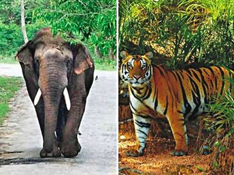 The Elephant And Tiger Population