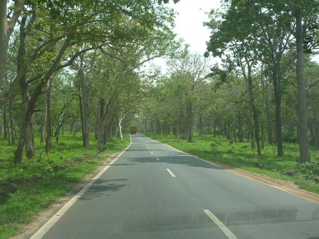 Bandipur-Forest