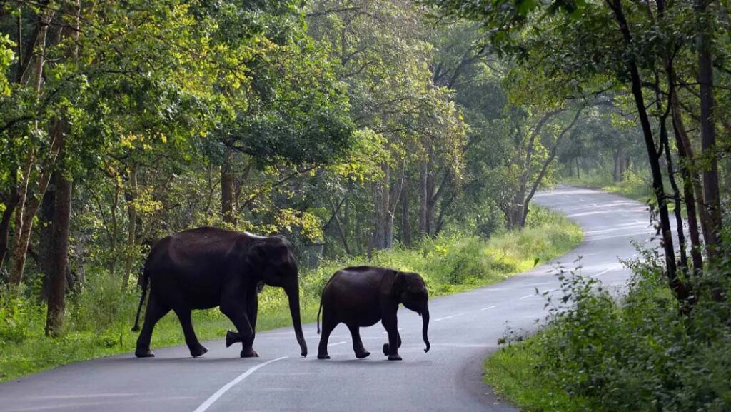 Best Wildlife Safari Locations in Karnataka