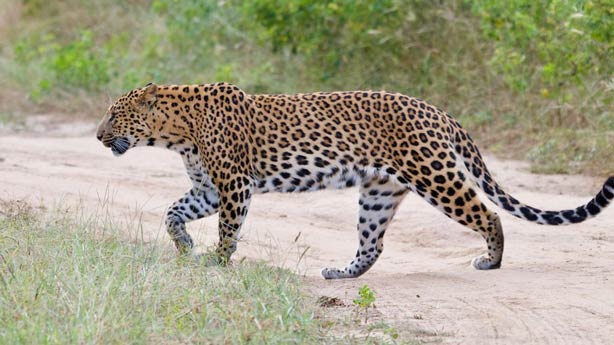 Jhalana-Leopard-Safari-Park