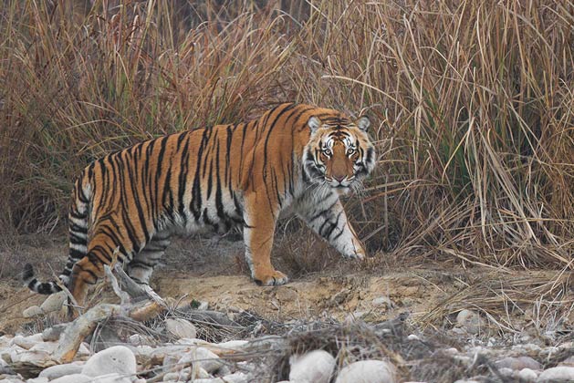 Jim_Corbett_National_Park