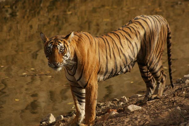 Ranthambore_National_Park