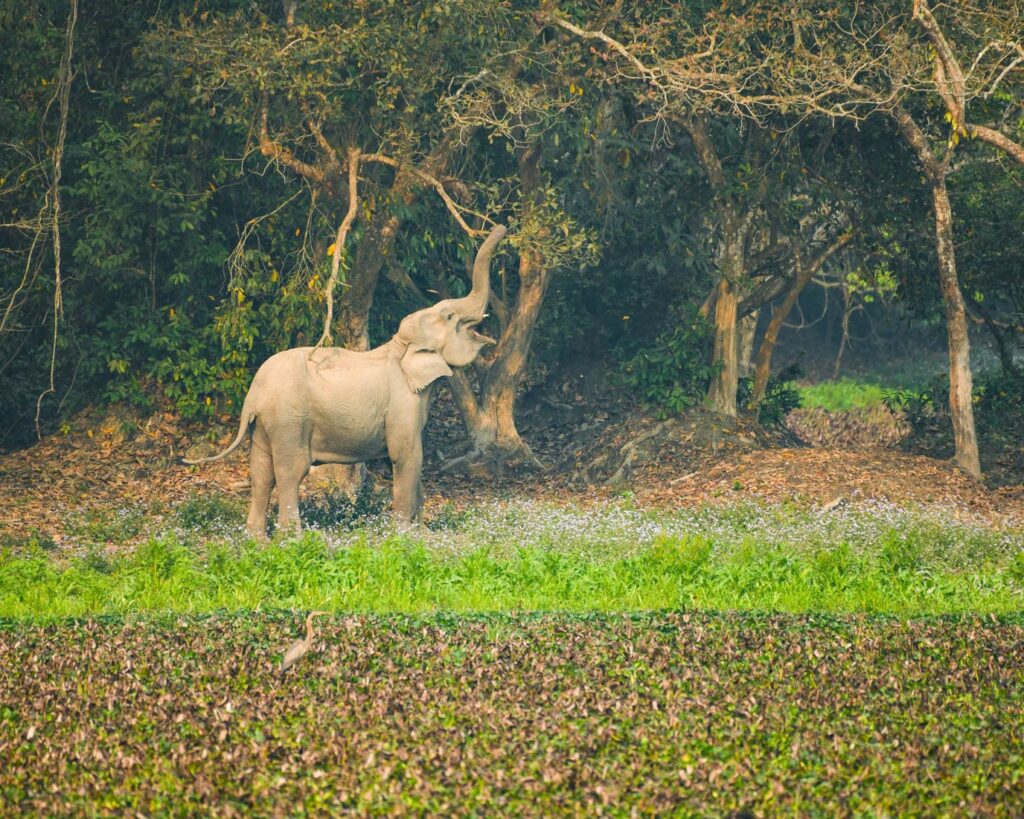 Wildlife-Photography-Tours-in-India