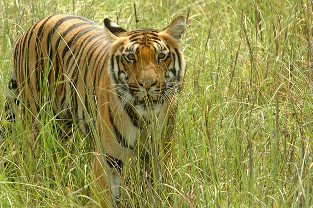 kanha-national-park