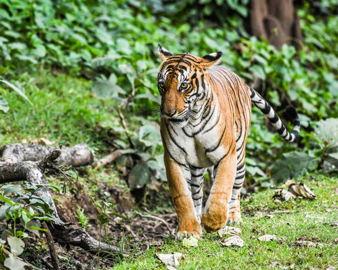 nagarhole-national-park