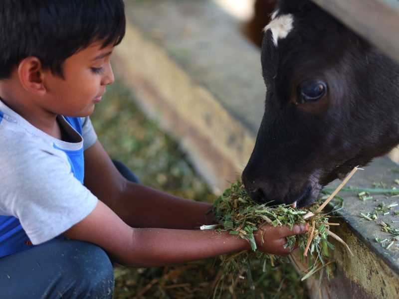 Camping Akshayakalpa Organic Farm 1