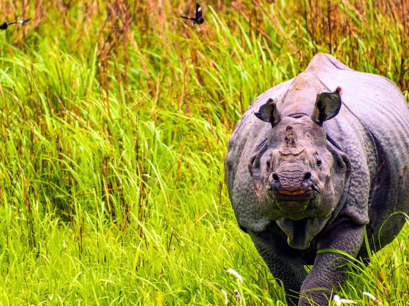 Meghalaya Tour with Kaziranga Photo 9