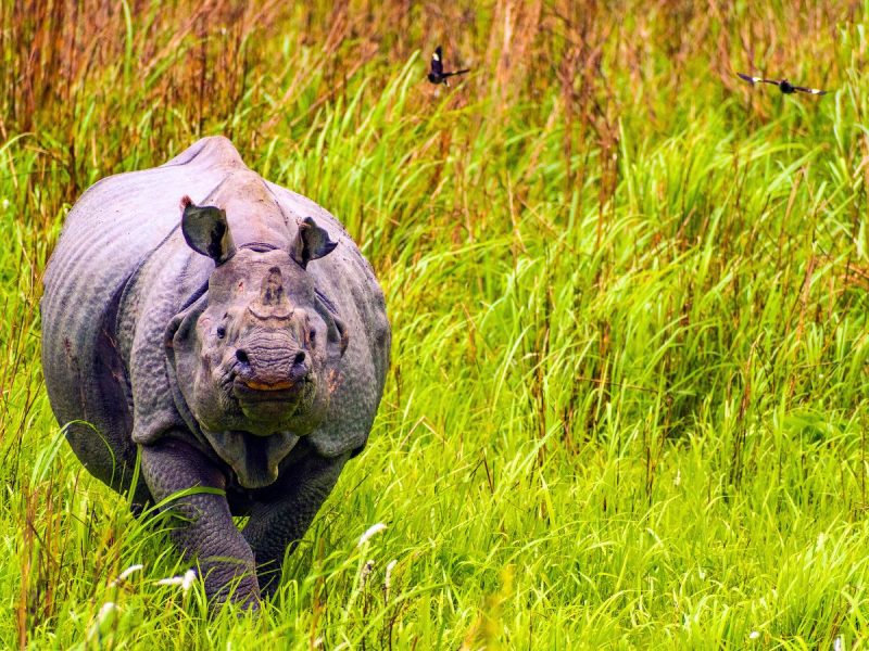 Meghalaya with Kaziranga Photo 1