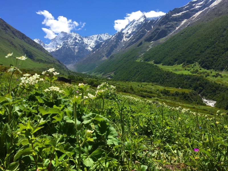 Valley of Flowers Trek