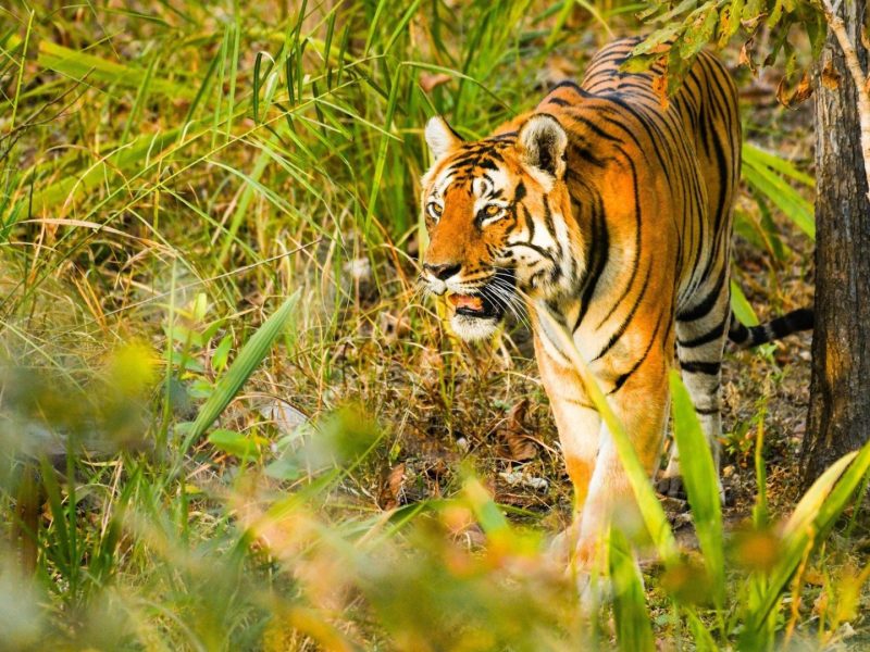 Wildlife Photography Tour Bandipur National Park Photo 9