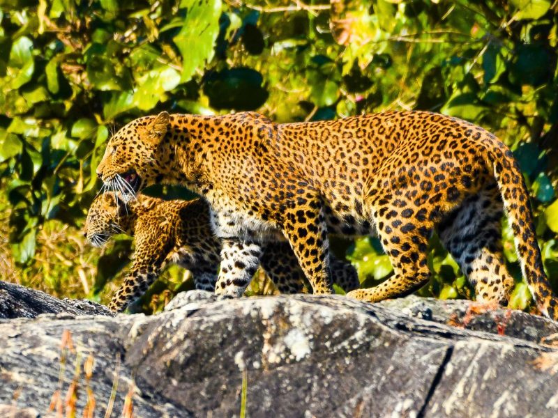 Wildlife Photography Tour Bhadra Tiger Reserve Photo 9