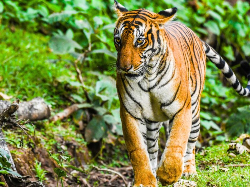 Wildlife Photography Tour Kabini Photo 9